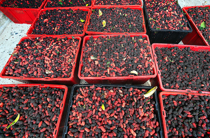 Nông dân Hà Nội vào mùa thu hoạch dâu chín